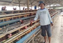 Pak Jumadi saat berada di Peternakan Ayamnya di Desa Kalibareng, Kec. Patean, Kab. Kendal, Jawa Tengah.
