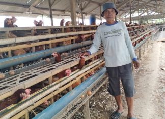 Bisnis Ayam Petelur Dongkrak Ekonomi Keluarga Pak Jumadi saat berada di Peternakan Ayamnya di Desa Kalibareng, Kec. Patean, Kab. Kendal, Jawa Tengah.