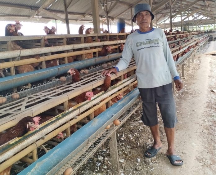 Pak Jumadi saat berada di Peternakan Ayamnya di Desa Kalibareng, Kec. Patean, Kab. Kendal, Jawa Tengah.